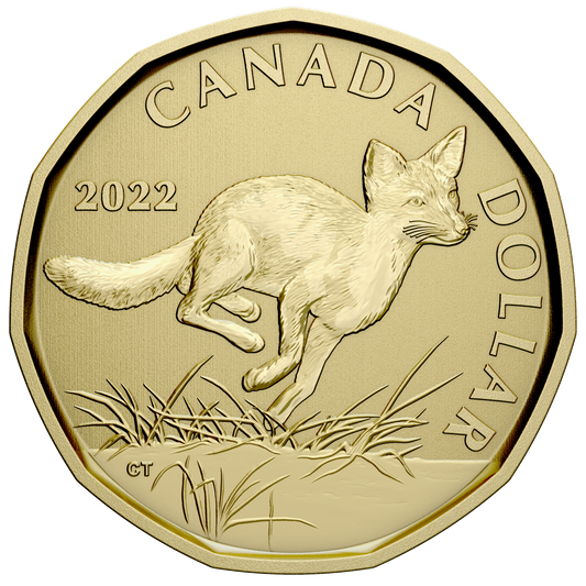 2022 Swift Fox Canada Loon Dollar Specimen$