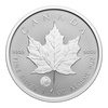 2024 Canada $5 Polar Bear Privy Treasured Silver Maple Leaf First Strikes (No Tax)